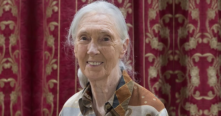 Jane Goodall Biography - Childhood, Life Achievements & Timeline